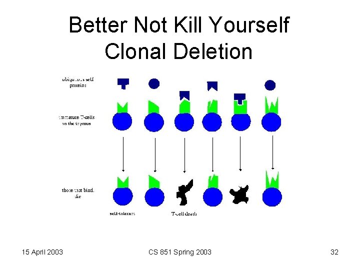 Better Not Kill Yourself Clonal Deletion 15 April 2003 CS 851 Spring 2003 32