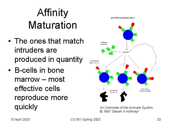 Affinity Maturation • The ones that match intruders are produced in quantity • B-cells
