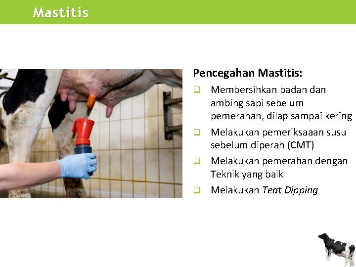Mastitis Pencegahan Mastitis: Membersihkan badan ambing sapi sebelum pemerahan, dilap sampai kering q Melakukan