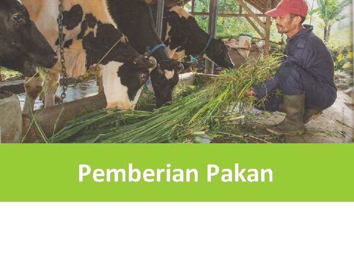 Pemberian Pakan 