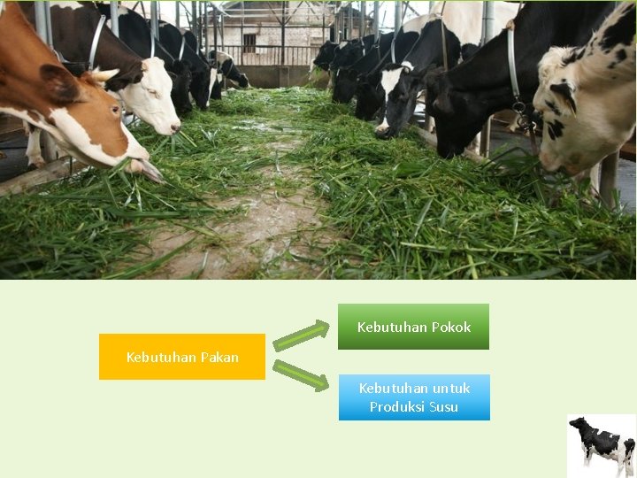 Pakan Sapi Perah Kebutuhan Pokok Kebutuhan Pakan Kebutuhan untuk Produksi Susu 