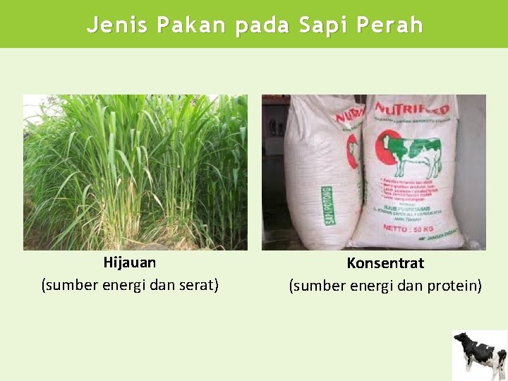Jenis Pakan pada Sapi Perah Hijauan (sumber energi dan serat) Konsentrat (sumber energi dan