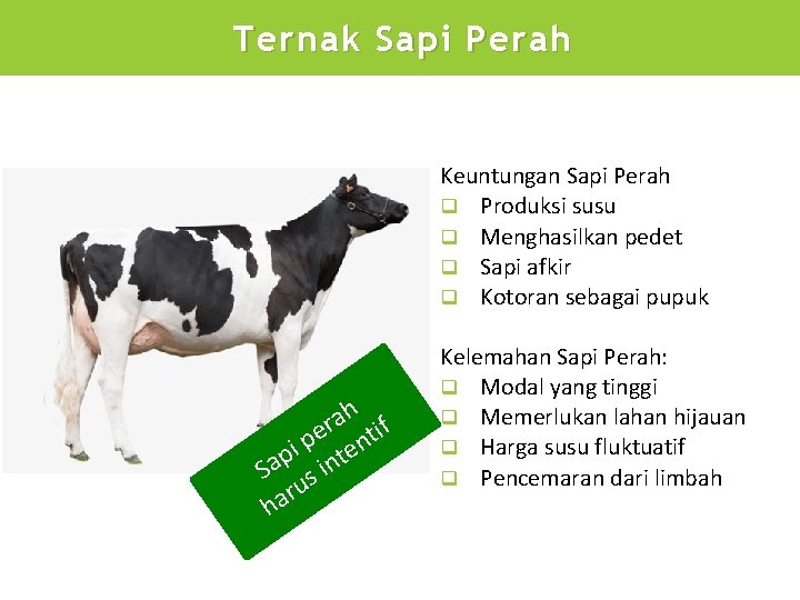 Ternak Sapi Perah Keuntungan Sapi Perah q Produksi susu q Menghasilkan pedet q Sapi