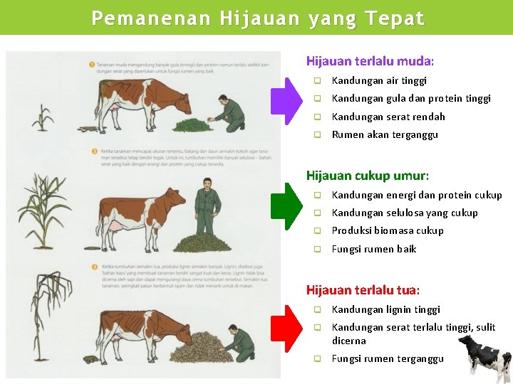 Pemanenan Hijauan yang Tepat Hijauan terlalu muda: q Kandungan air tinggi q Kandungan gula