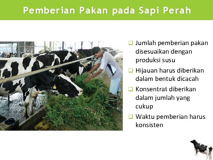 Pemberian Pakan pada Sapi Perah Jumlah pemberian pakan disesuaikan dengan produksi susu q Hijauan
