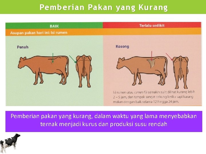 Pemberian Pakan yang Kurang Pemberian pakan yang kurang, dalam waktu yang lama menyebabkan ternak