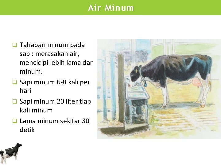 Air Minum Tahapan minum pada sapi: merasakan air, mencicipi lebih lama dan minum. q