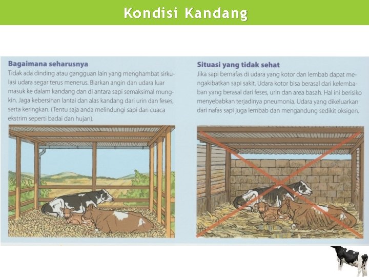 Kondisi Kandang 
