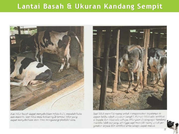 Lantai Basah & Ukuran Kandang Sempit 