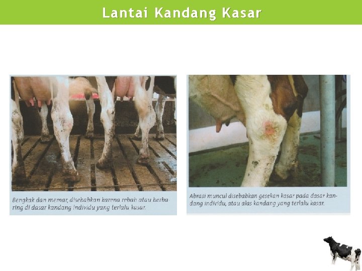 Lantai Kandang Kasar 