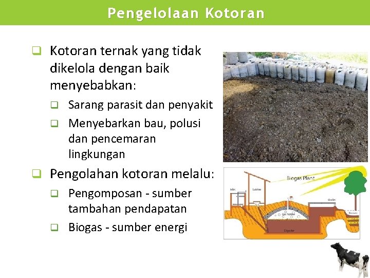 Pengelolaan Kotoran q Kotoran ternak yang tidak dikelola dengan baik menyebabkan: Sarang parasit dan