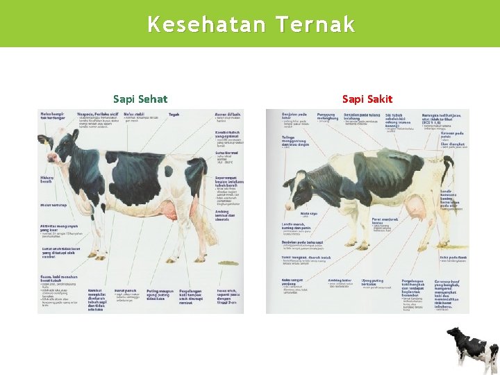 Kesehatan Ternak Sapi Sehat Sapi Sakit 
