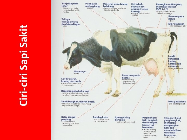 Ciri-ciri Sapi Sakit 