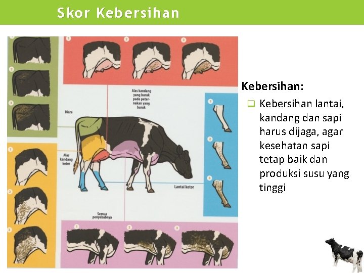 Skor Kebersihan: q Kebersihan lantai, kandang dan sapi harus dijaga, agar kesehatan sapi tetap