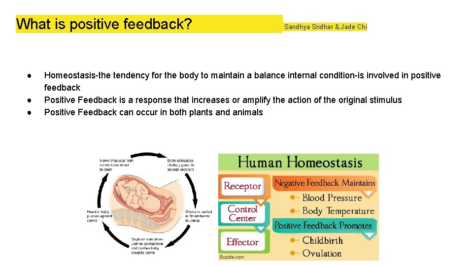 What is positive feedback? ● ● ● Sandhya Sridhar & Jade Chi Homeostasis-the tendency