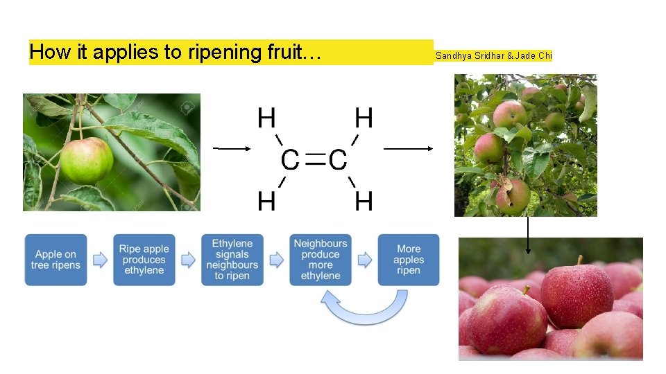 How it applies to ripening fruit… Sandhya Sridhar & Jade Chi 