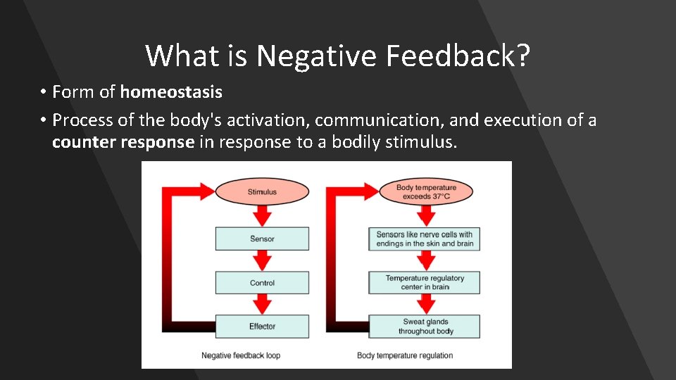 What is Negative Feedback? • Form of homeostasis • Process of the body's activation,