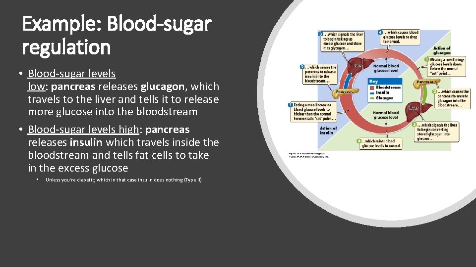 Example: Blood-sugar regulation • Blood-sugar levels low: pancreas releases glucagon, which travels to the