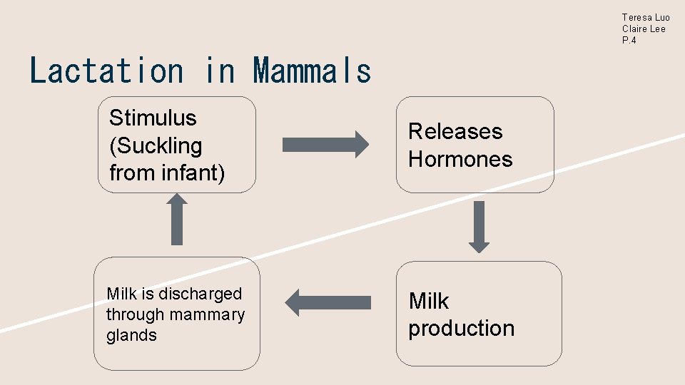 Teresa Luo Claire Lee P. 4 Lactation in Mammals Stimulus (Suckling from infant) Releases