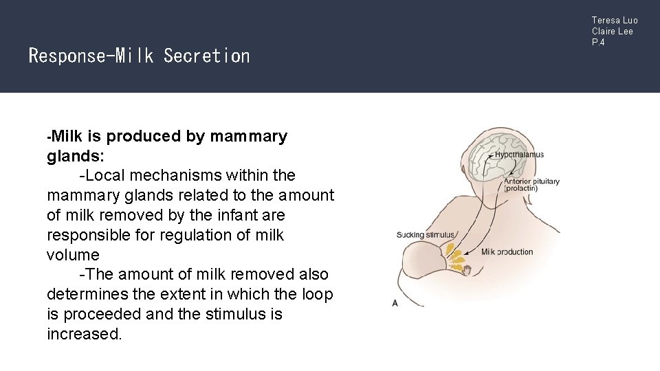Response-Milk Secretion -Milk is produced by mammary glands: -Local mechanisms within the mammary glands