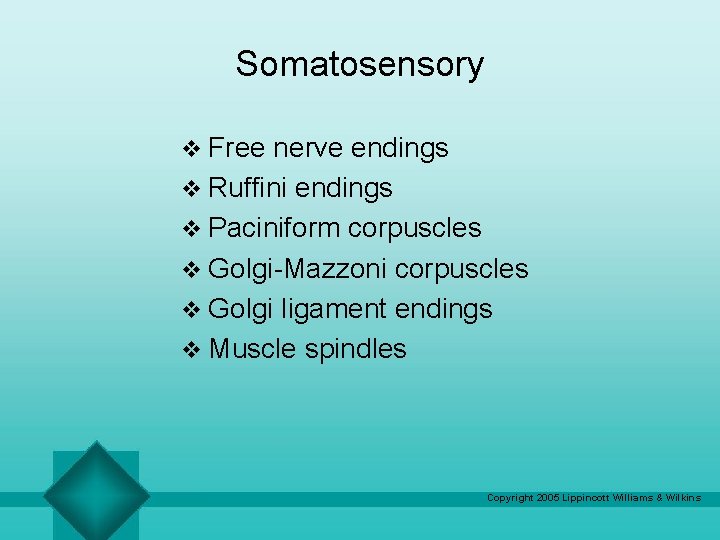 Somatosensory v Free nerve endings v Ruffini endings v Paciniform corpuscles v Golgi-Mazzoni corpuscles
