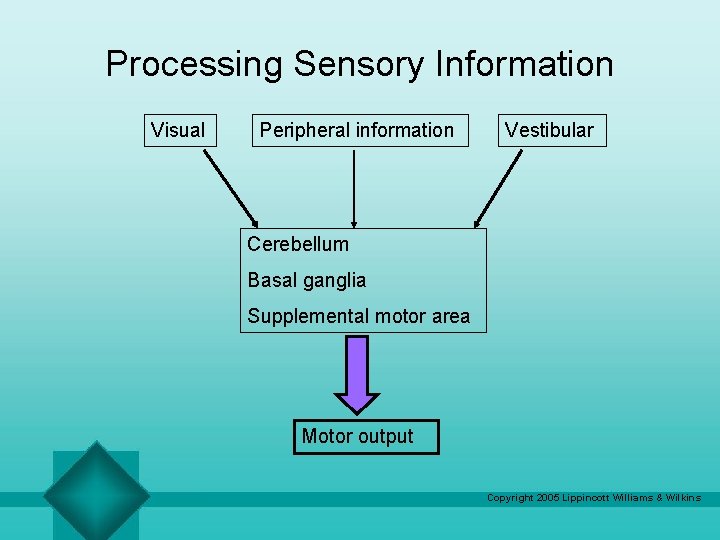 Processing Sensory Information Visual Peripheral information Vestibular Cerebellum Basal ganglia Supplemental motor area Motor