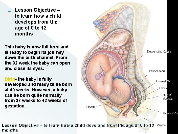 � Lesson Objective – to learn how a child develops from the age of