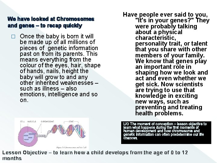 We have looked at Chromosomes and genes – to recap quickly � Once the