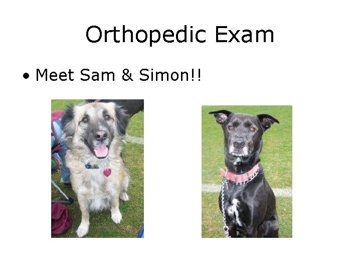 Orthopedic Exam • Meet Sam & Simon!! 