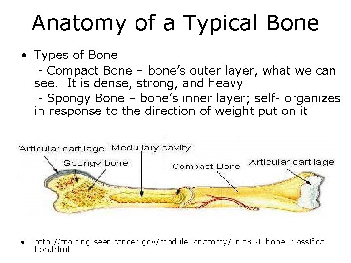 Anatomy of a Typical Bone • Types of Bone - Compact Bone – bone’s