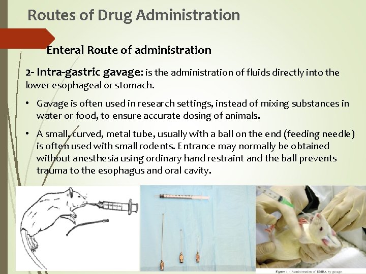 Routes of Drug Administration Enteral Route of administration 2 - Intra-gastric gavage: is the