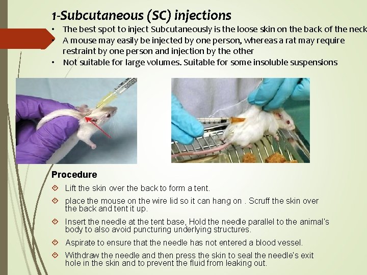 1 -Subcutaneous (SC) injections • The best spot to inject Subcutaneously is the loose