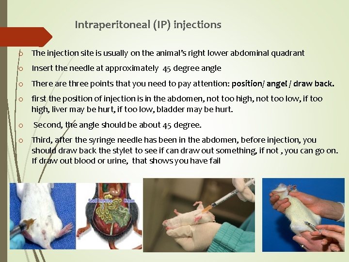 Intraperitoneal (IP) injections o The injection site is usually on the animal’s right lower