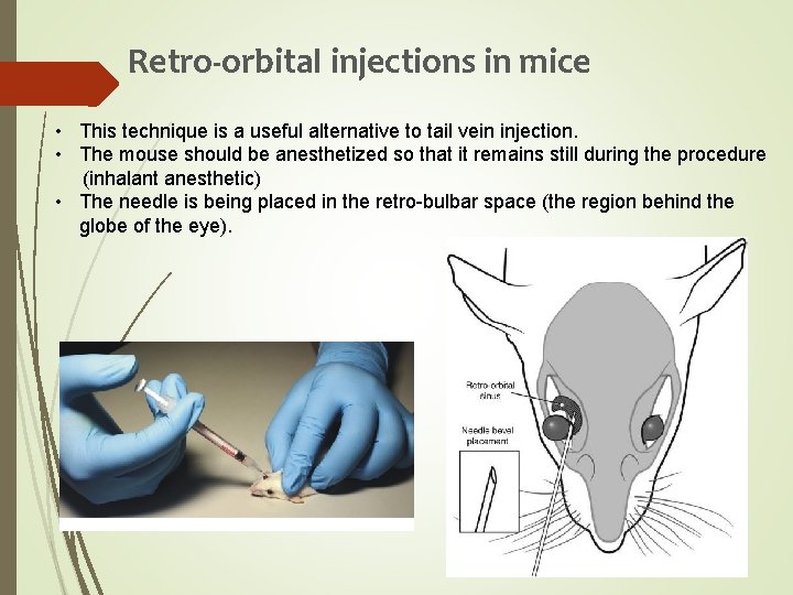 Retro-orbital injections in mice • This technique is a useful alternative to tail vein