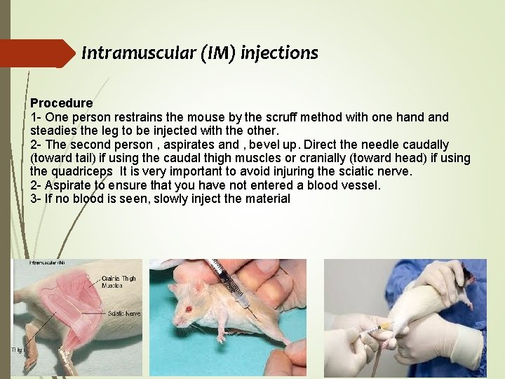 Intramuscular (IM) injections Procedure 1 - One person restrains the mouse by the scruff