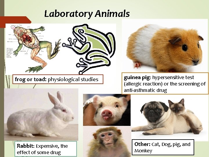 Laboratory Animals frog or toad: physiological studies Rabbit: Expensive, the effect of some drug