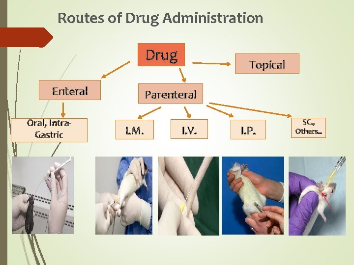 Routes of Drug Administration Drug Enteral Oral, Intra. Gastric Topical Parenteral I. M. I.