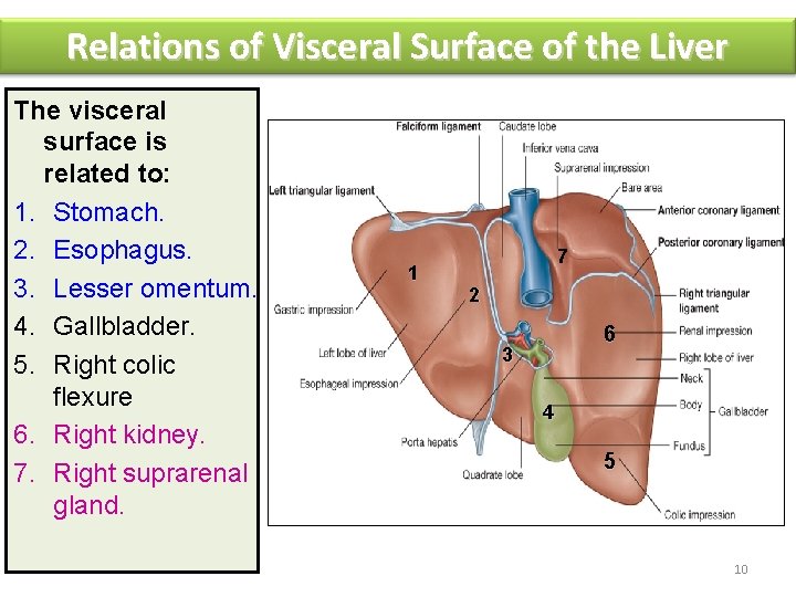 Relations of Visceral Surface of the Liver The visceral surface is related to: 1.