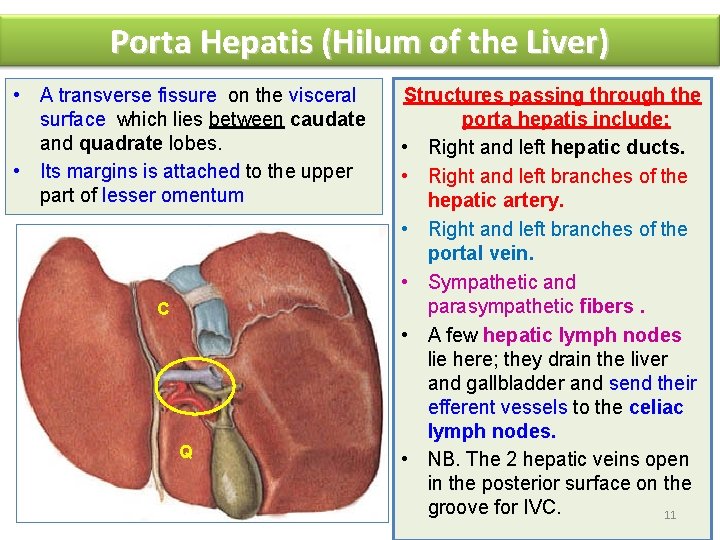 Porta Hepatis (Hilum of the Liver) • A transverse fissure on the visceral surface
