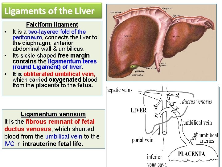Ligaments of the Liver • • • Falciform ligament It is a two-layered fold