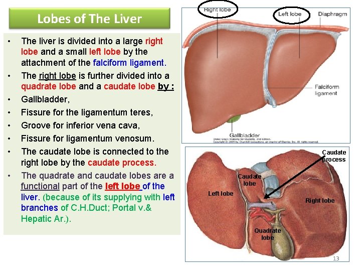 Lobes of The Liver • • The liver is divided into a large right