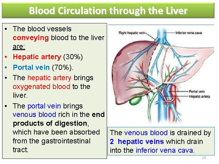 Blood Circulation through the Liver • The blood vessels conveying blood to the liver