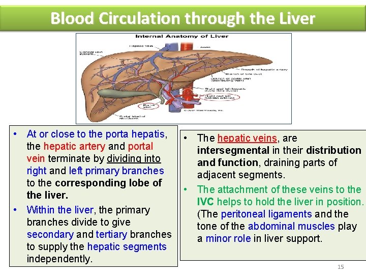 Blood Circulation through the Liver • At or close to the porta hepatis, the