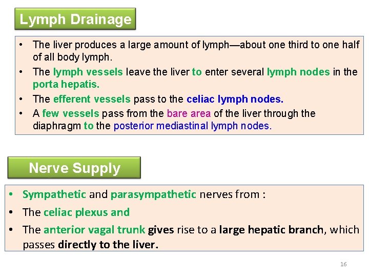 Lymph Drainage • The liver produces a large amount of lymph—about one third to