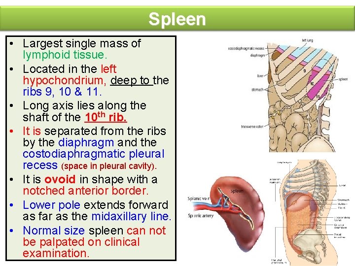 Spleen • Largest single mass of lymphoid tissue. • Located in the left hypochondrium,