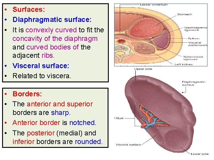  • • • Surfaces: Diaphragmatic surface: It is convexly curved to fit the