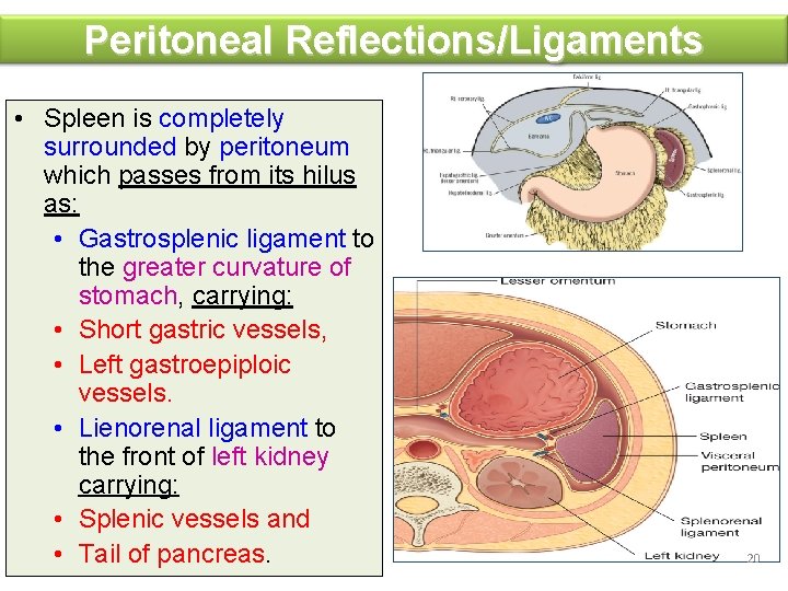 Peritoneal Reflections/Ligaments • Spleen is completely surrounded by peritoneum which passes from its hilus