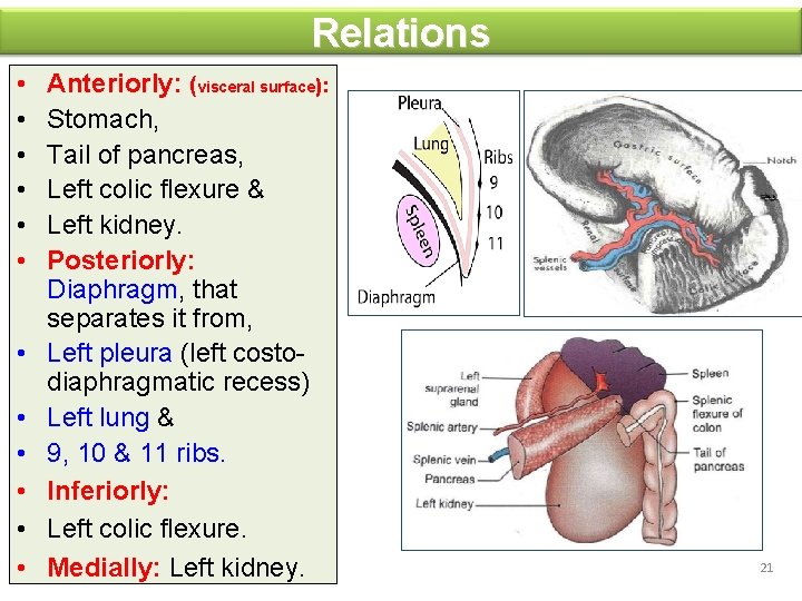 Relations • • • Anteriorly: (visceral surface): Stomach, Tail of pancreas, Left colic flexure