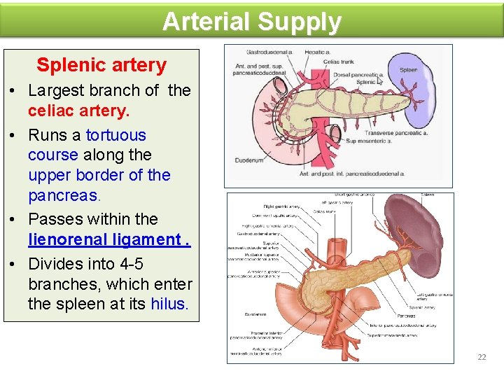 Arterial Supply Splenic artery • Largest branch of the celiac artery. • Runs a