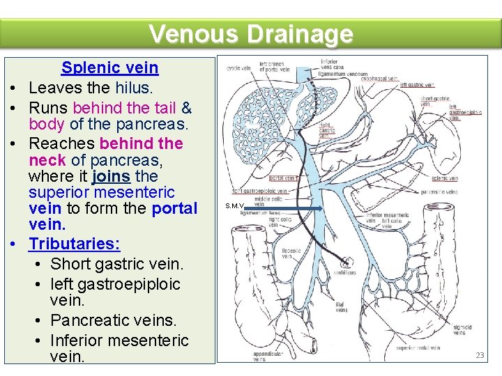 Venous Drainage • • Splenic vein Leaves the hilus. Runs behind the tail &